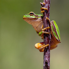 Friendly Tree Frog