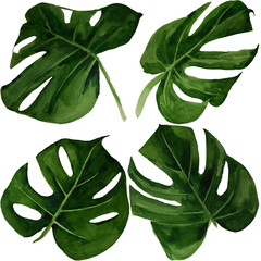  Watercolor tropical monstera leaf set