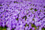 Fototapeta  - Beautiful spring violet crocus flowers