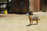 Fototapeta Pomosty - African dog