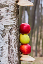 Colored Apples On A Tree , Oyster Mushroom , Apples On A Trunk Of A Tree , Apples   Close Up 