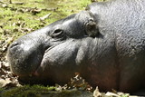 Fototapeta Sawanna - hipopotam