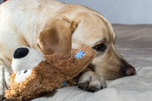 Retrato de un perro Labrador tumbado junto a un oso de peluche - Buy this stock photo and explore similar images at Adobe Stock | Adobe Stock
