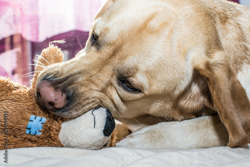 Perro Labrador juega morder un peluche - Buy this stock photo and explore similar images at Adobe Stock | Adobe Stock