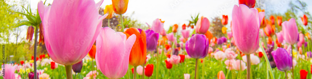 colorful tulips. tulips in spring,colourful tulip - obrazy, fototapety, plakaty 