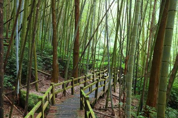  Bamboo forest trail
