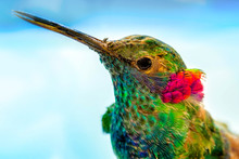 Hummingbird Close-up Portrait, Macro Feather Detail
