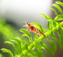 Poster - Freshwater shrimp in freshwater aquarium. Neocaridina davidi or Rili shrimp.