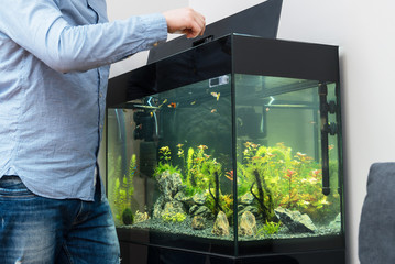 Man feeding fishes in the aquarium.