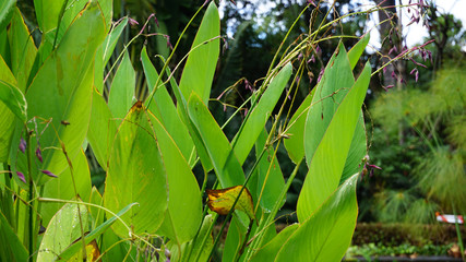 Green leaves