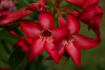 Beautiful desert rose in the yard ,  Impala Lily 