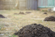 Earth Mound Of A Mole On The Garden, Mound Of A Mole On The Meadow