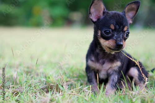 baby chihuahua black