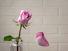 Pink Rose In A Vase With Falling Petals Against The Background Of A White Wall. Tenderness, Fragility, Loneliness, Romance Concept