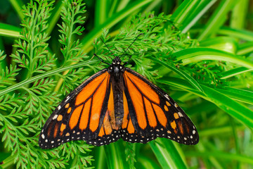 Wall Mural - Monarch butterfly (Danaus plexippus), with open wings, on a green leaf