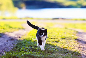 cute young cat walking on a green meadow on a spring Sunny day funny tongue sticking out