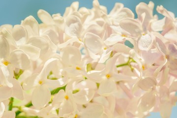 Wall Mural - lilac branch blossoming flower background,  beautiful.