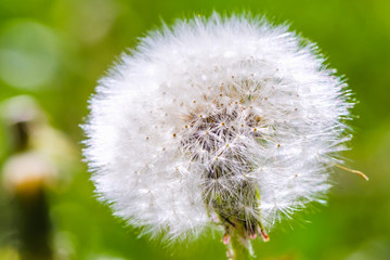 Wall Mural - single dandelion with green grass