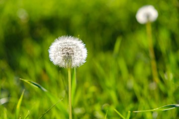 Wall Mural - field background blossom floral dandelion. summer.