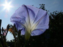 Blume In Der Sonne 2