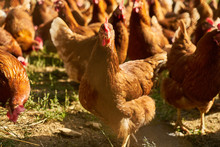 Free-range Chickens On Meadow In Organic Farm