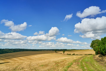 Wall Mural - Field after harvest in summer with blue sky
