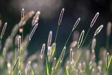Wild Grasses