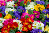 Fototapeta  - Floral background, spring seasonal colofrul garden primula flowers