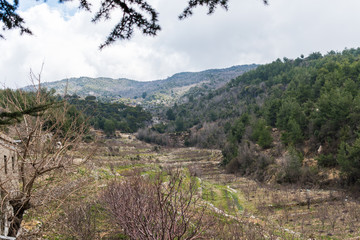 this is a capture for a landscape in Lebanon with a beautiful green trees and lovely blue sky with some cloud that make some nice texture 