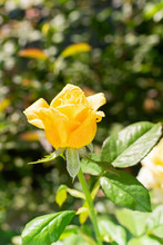 Flower Of Fresh Yellow Rose On A Background Of Green Leaves. Selective Focus.