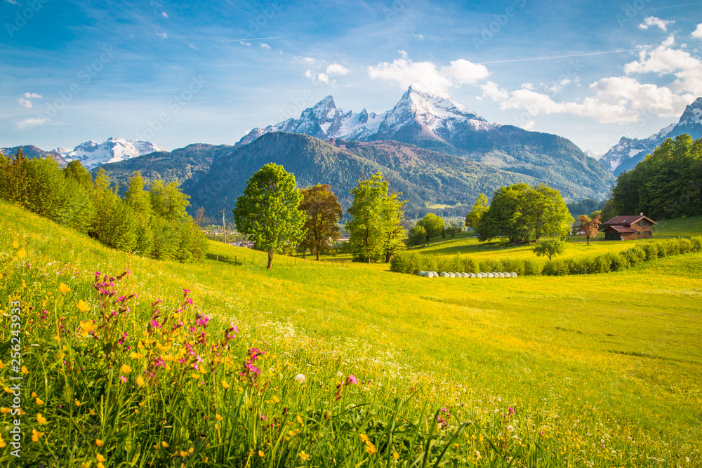 Idyllic mountain scenery in the Alps with blooming meadows in springtime - obrazy, fototapety, plakaty 