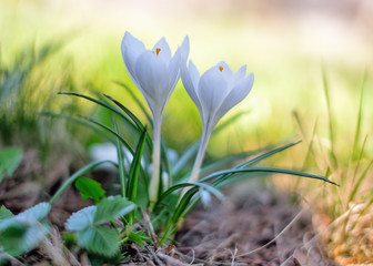 Beautiful white crocus in the garden. Spring time