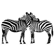 Illustration Of Two Zebras Embracing