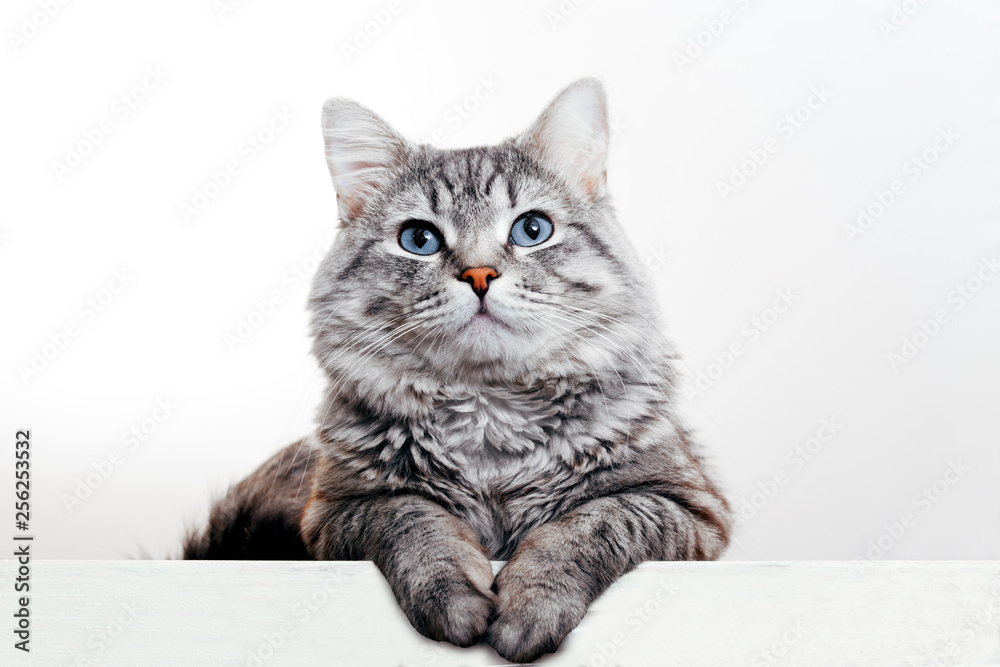 Funny large longhair gray tabby cute kitten with beautiful blue eyes. Pets and lifestyle concept. Lovely fluffy cat on white background. - obrazy, fototapety, plakaty 