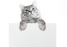 Funny Gray Tabby Kitten Showing Placard With Space For Text. Lovely Fluffy Surprised Cat Holding Signboard On Isolated Background. Top Of Head Of Cat With Paws Up, Peeking Over A Blank White Banner.