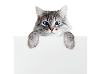 Wall Mural - Funny gray tabby kitten showing placard with space for text. Lovely fluffy cat with blue eyes holding signboard on isolated background. Top of head of cat with paws up peeking over blank white banner.