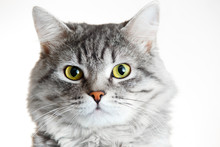 Funny Large Longhair Gray Tabby Cute Kitten With Beautiful Yellow Eyes. Pets And Lifestyle Concept. Lovely Fluffy Cat On Grey Background.
