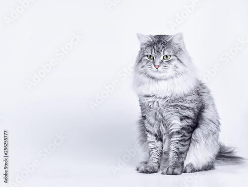 Funny Large Longhair Gray Tabby Cute Kitten With Beautiful Eyes