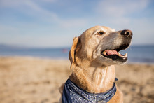 Labrador Retriever Looking Away While Standing At Beach On Sunny Day
