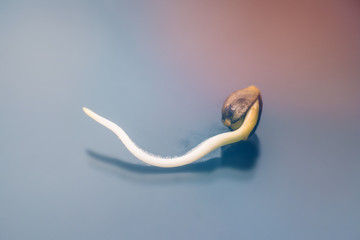 Hovering Hemp. Macro photo cultivation seeds. Sprouting cannabis seeds. Cannabis seeds. Germinated cannabis seed. Root on a black background. 