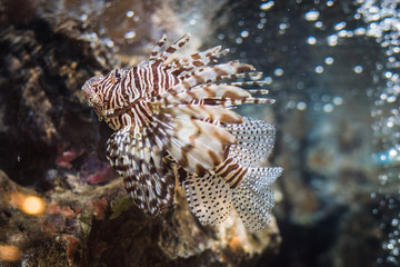 Red Lionfish