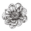 Vintage floral vector illustration, etching hand drawn clip art.