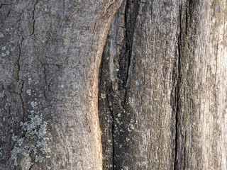 Gray tree trunk with bent bark.