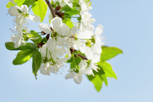Apple Blossom Spring Tree