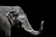 Portrait Of An Elephant On A Black Background. Isolated