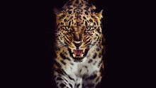 Leopard Growls, Isolated Portrait On Black Background