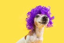 Adorable Smiling Dog Portrait In Curly Violet Wig. Yellow Bright Background. Positive Emotions.