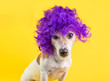 © Iryna&Maya - Dog in lilac wig is looking with suspicion and scorn. Bright yellow background. Calm sad look