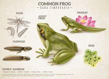 Frog Life Cycle Retro Poster