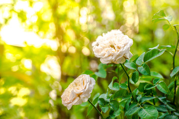 Wall Mural - Beautiful white rose flower in the garden. Blossom rose white color in morning day.